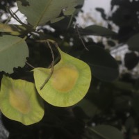 Pterocarpus santalinus L.f.